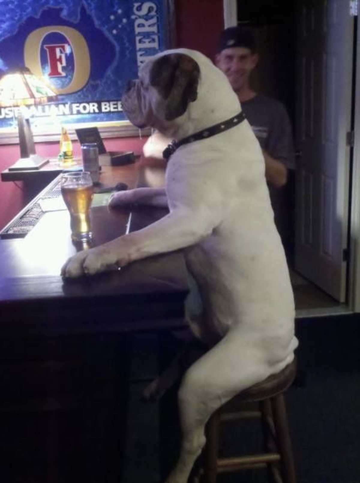 dog drinking beer meme - F Ustalian For Bee Ters